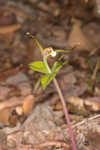 Large whorled pogonia